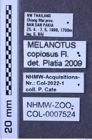 Etiketten zu Melanotus copiosus (NHMW-ZOO-COL-0007524)